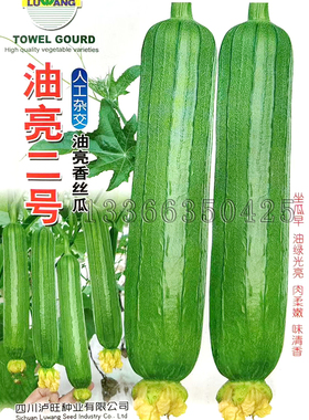 油亮2号丝瓜种子 春秋播早熟油亮香丝瓜籽绿色油亮肉厚味浓蔬菜籽