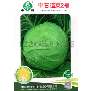 中甘暄菜2号甘蓝种子 春播早熟圆形口感清甜耐裂包菜卷心蔬菜种子
