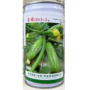 3西葫芦种子 京葫CRV3 春秋播早熟翠绿色角瓜种子长势强蔬菜种子
