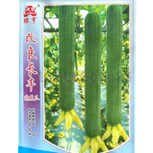 改良长丰丝瓜种子 春秋早熟顺直丰产丝瓜蔬菜种子肉厚味甜有蜡粉