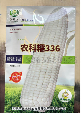 农科糯336玉米种子 春播早熟甜加糯白色糯玉米种子皮薄口感香甜糯