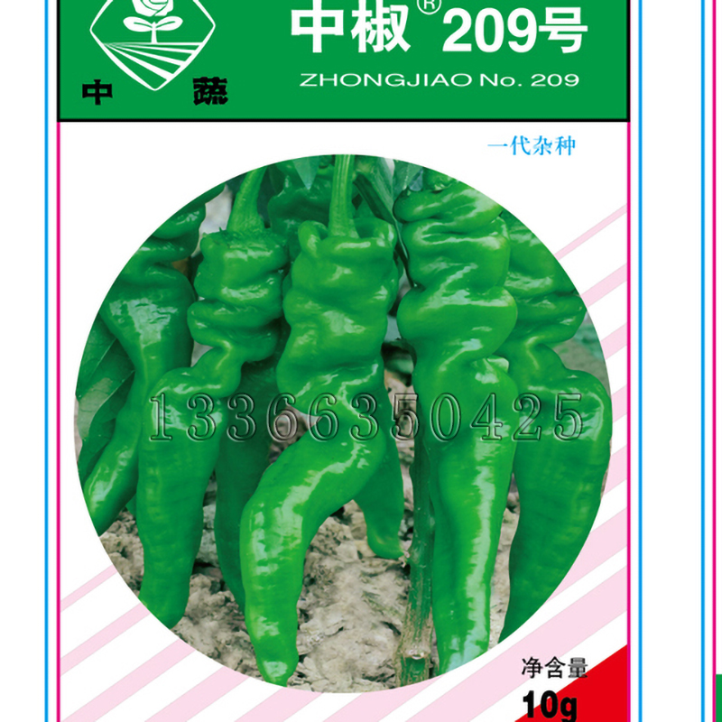 中椒209号辣椒种子 春季播早熟绿果微辣螺丝椒种子口感好蔬菜种子