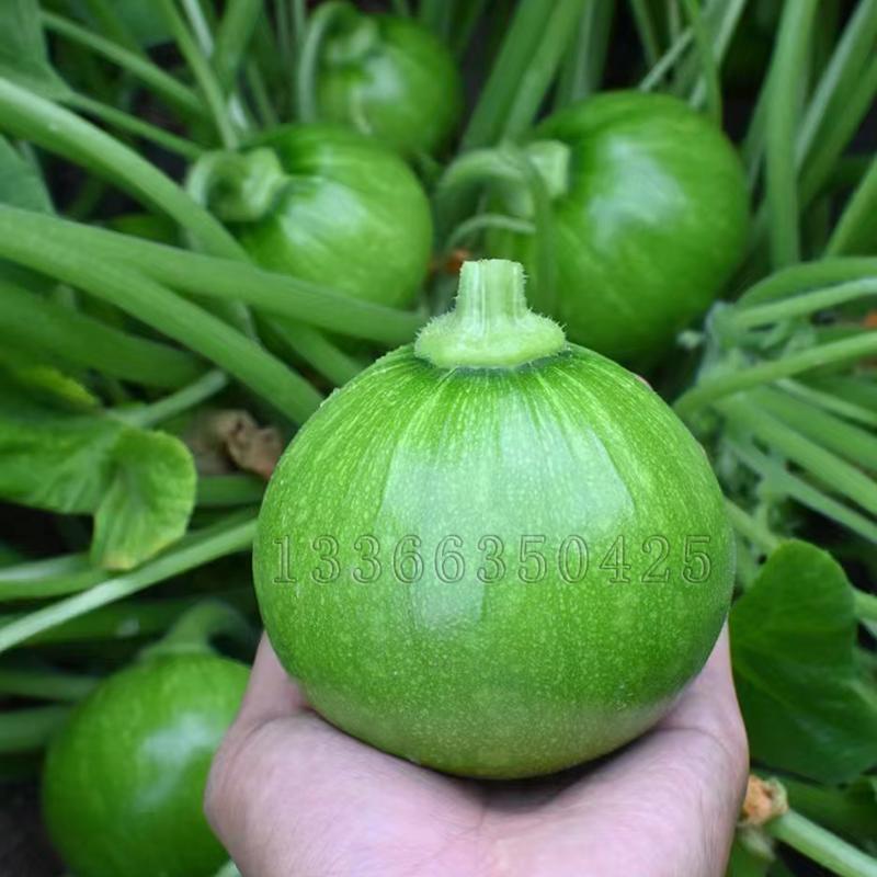 无蔓青皮王南瓜种子 春播早熟青皮无蔓南瓜籽短藤蔓菜嫩南瓜蔬菜