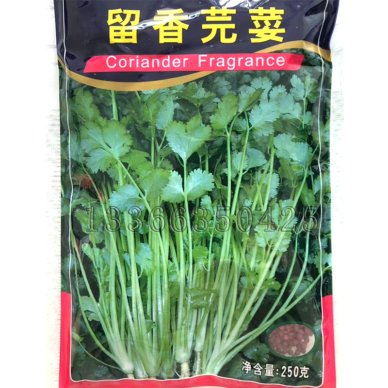 留香芫荽种子 春秋泰国引进香菜种子耐抽苔质清脆香味浓蔬菜种子