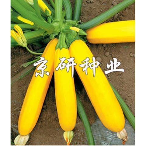 京香蕉西葫芦种子 春秋棚室播金黄色角瓜种子节间短瓜码密蔬菜籽