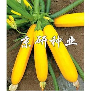 京香蕉西葫芦种子 春秋棚室播金黄色角瓜种子节间短瓜码密蔬菜籽