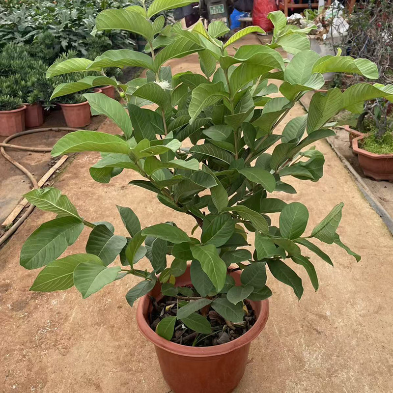 番石榴果盆栽 热带水果苗庭院楼顶小院种植芭乐果清甜多汁鸡屎果