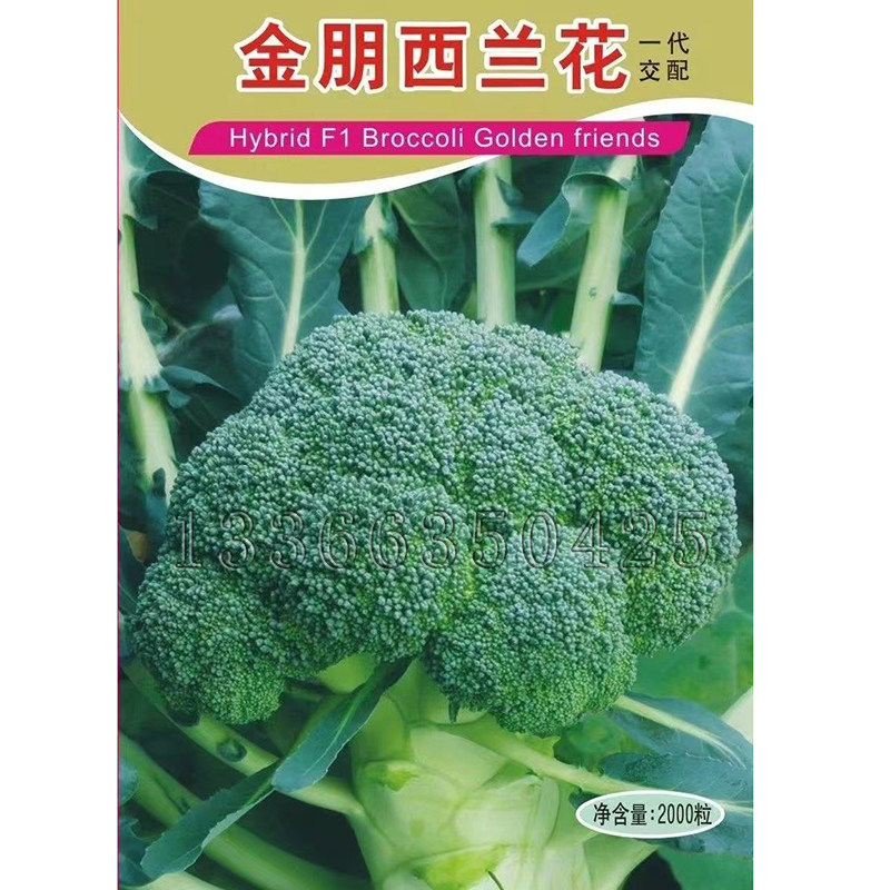 引进春秋中熟高圆形西蓝花种子