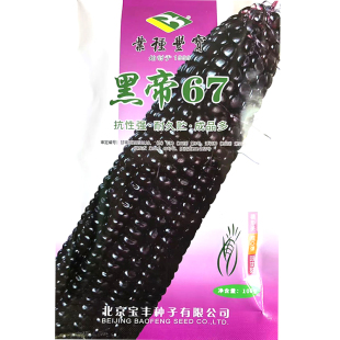 黑帝67玉米种子  春夏秋播黑糯玉米种子黑粘苞谷种鲜食加工糯苞谷