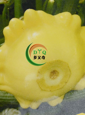 京碟一号飞碟瓜种子 春秋保护地播黄皮西葫芦黄色飞碟瓜蔬菜种子