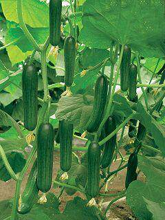 Beijing Institute Mini No.2 cucumber seed fruit Cucumber seeds Jingyan Cucumber Seed downy mildew Powdery mildewin the Agricultural goods , Seed/Seedlings , Vegetable Seeds  category - from Buy2taobao.com to provide professional Taobao agent buy service