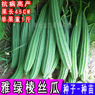 雅绿二号棱丝瓜种子水楞瓜种籽秧苗孑农家四季丝瓜籽蔬菜种孑爬藤
