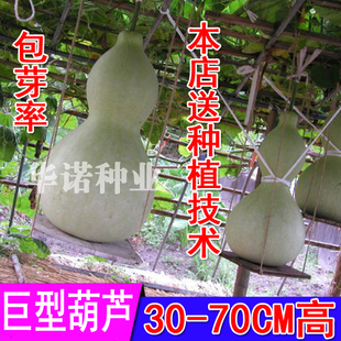 大酒葫芦种子宝葫芦亚葫芦籽四季巨型特大蔬菜种籽孑庭院盆栽春播