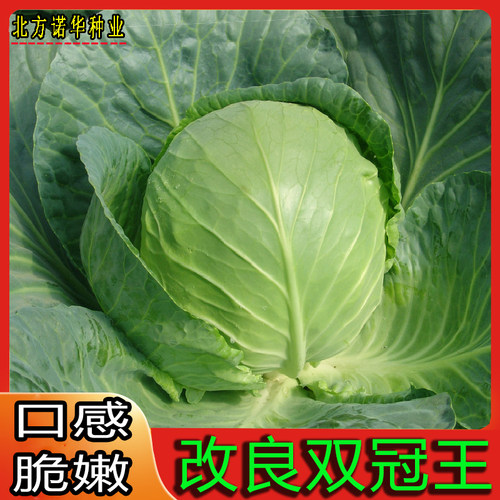 改良双冠王甘蓝卷心菜包头菜春秋