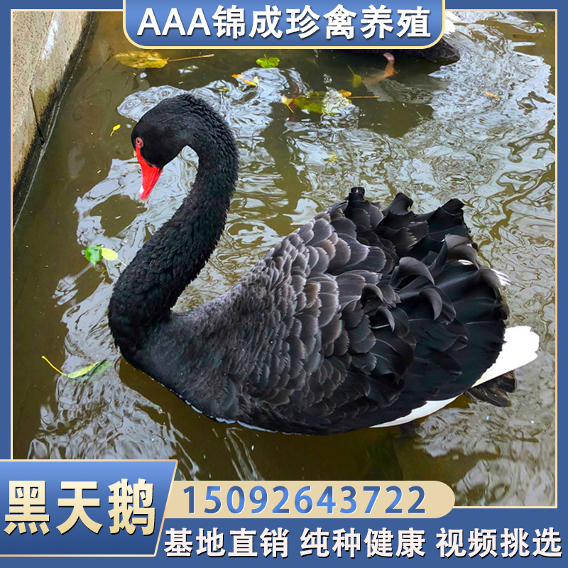 黑天鹅活体景区观赏小天鹅活苗一对养殖 成年黑天鹅种鹅活物