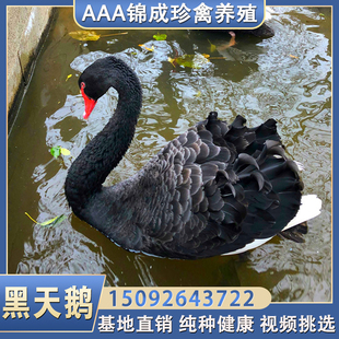 黑天鹅活体景区观赏小天鹅活苗一对养殖 成年黑天鹅种鹅活物