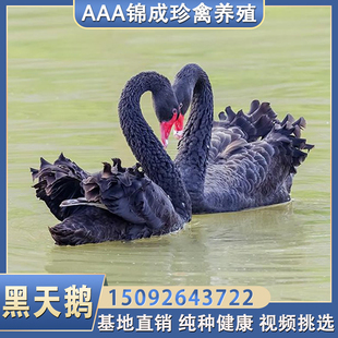 景区观赏黑天鹅活体小天鹅活苗幼苗一对养殖成年黑天鹅种鹅活物