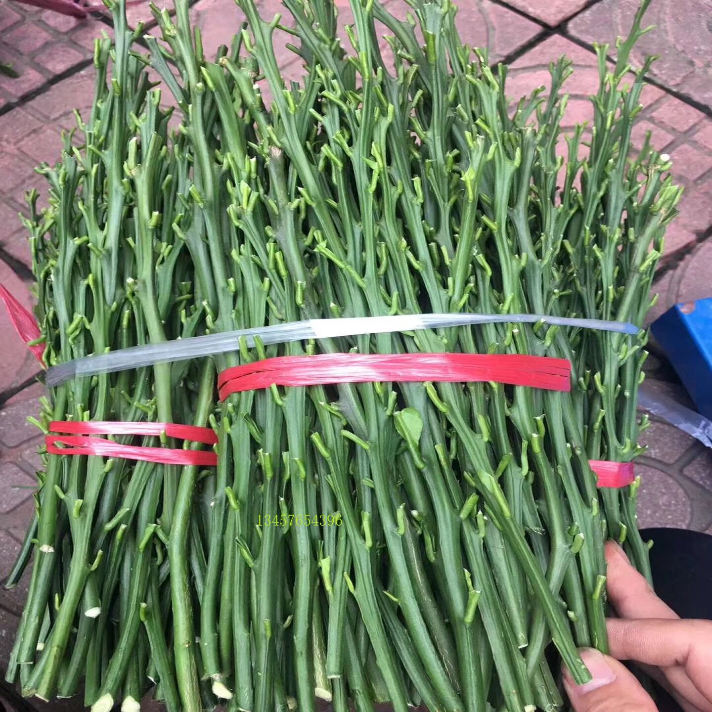 脆蜜枝芽大果脆皮枝条沃柑芽条沙糖桔枝条黄皮果芽条金桔枝条