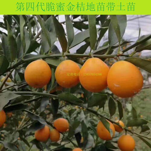 新品种脆蜜金桔4代易保果大滑皮