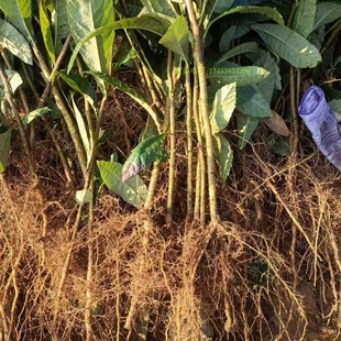 枇杷砧木苗枇杷实生苗枇杷花枇杷嫁接苗干枇杷叶