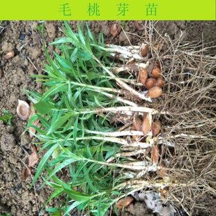 桃芽毛桃芽苗野桃苗实生苗李子苗
