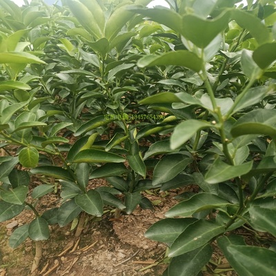 大芬4号柑桔苗大芬一号早熟蜜桔苗大分四号柑橘苗特早熟蜜桔苗树