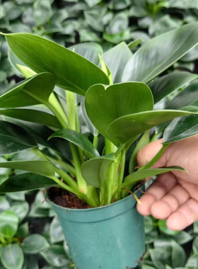 绿公主盆栽客厅绿色植物室内四季好养活金钻办公桌面鲜活小型绿植