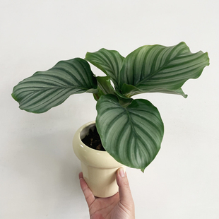 北欧风大叶青苹果竹芋盆栽客厅室内四季 桌面绿植 常青好养