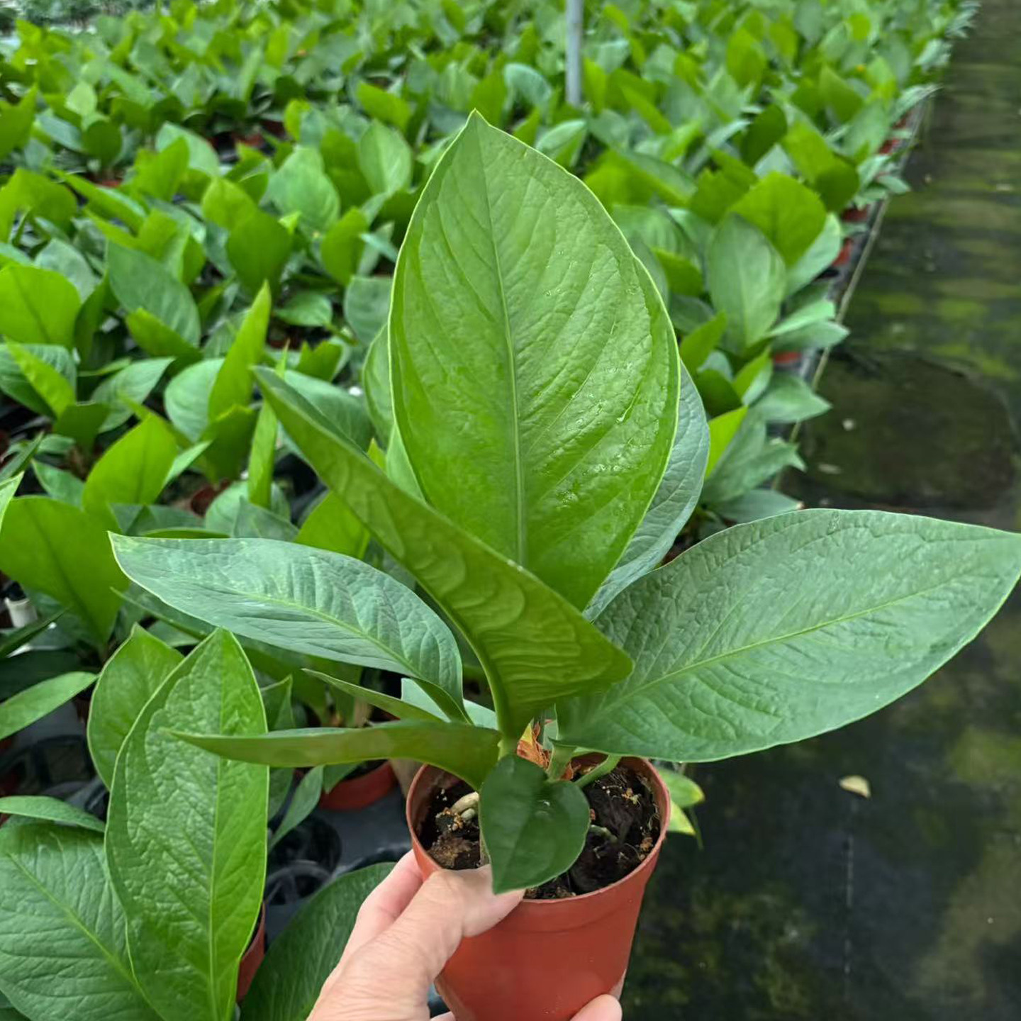 聚宝盆盆栽室内植物办公桌绿植图片