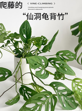 洞洞龟背竹室内好养新手小绿植