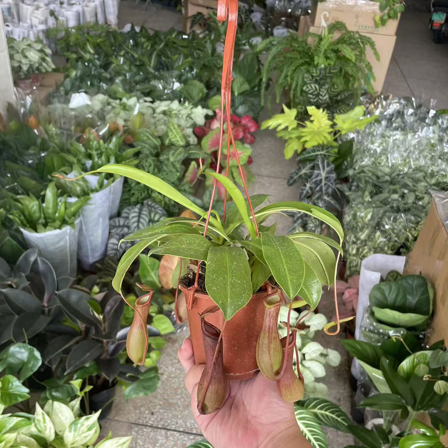 猪笼草盆栽办公室网红绿植客厅热带观叶植物吊兰阳台捕虫草食虫草