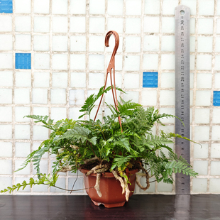 狼尾蕨盆栽室内悬挂小绿植耐阴好养活的蕨类植物