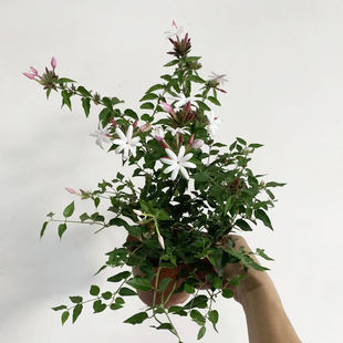 粉苞茉莉盆栽阳台喜阳浓香型花卉植物带花苞耐寒好养活庭院小绿植