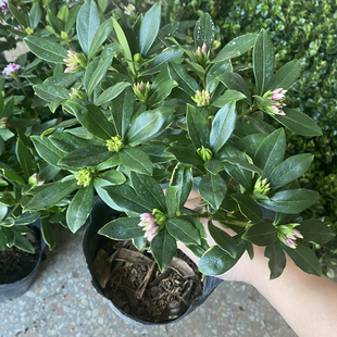 金边瑞香盆栽客厅浓香型花卉植物室内冬天开花基地原盆树苗多年生