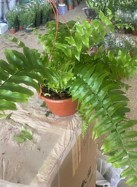 霸王蕨盆栽室内大小绿植苗喜阴喜湿润网红垂吊蕨类植物办公室好养