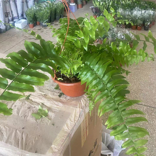 霸王蕨盆栽室内大小绿植苗喜阴喜湿润网红垂吊蕨类植物办公室好养