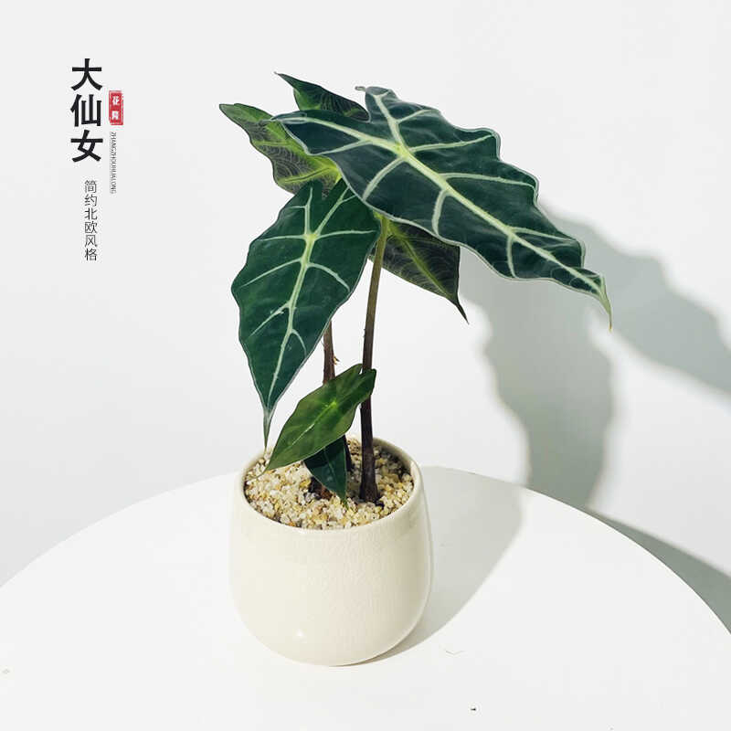 大仙女海芋盆栽天鵝絨室內(nèi)網(wǎng)紅觀葉桌面綠植耐陰熱帶花卉凈化空氣