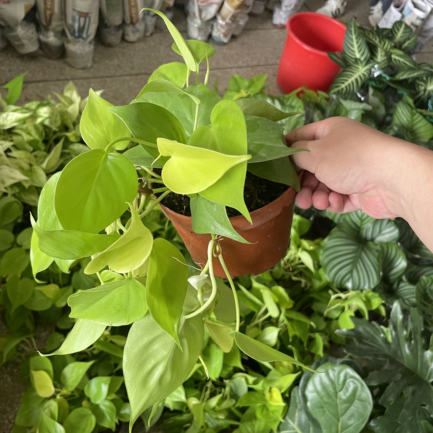 柠檬汁蔓绿绒盆栽室内耐阴爬藤植物桌面垂吊型小绿植图片