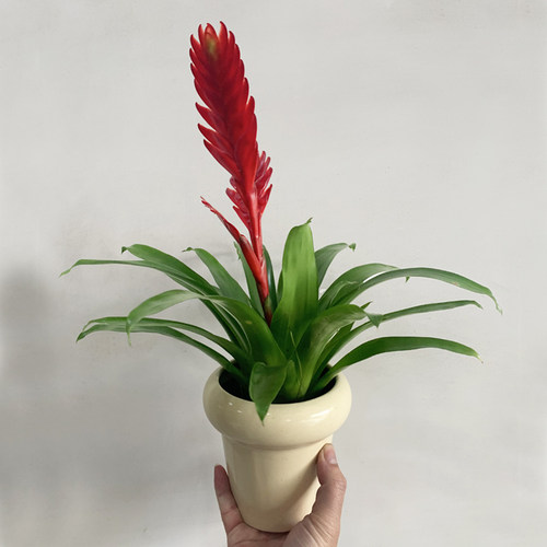 鸿运当头带花苞四季常开