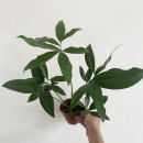 印第安羽毛盆栽室内耐阴爬藤植物垂吊型蔓绿绒客厅观叶绿植