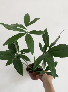 印第安羽毛盆栽室内耐阴爬藤植物垂吊型蔓绿绒客厅观叶绿植