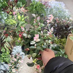 花叶络石盆栽室内小型爬藤植物阳台庭院长藤垂钓好养易活桌面绿植