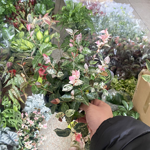 花叶络石客厅吸甲醛净化空气