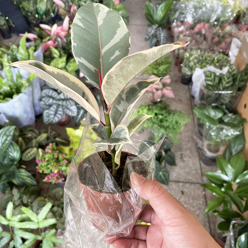 花叶橡皮树花金刚客厅网红绿植