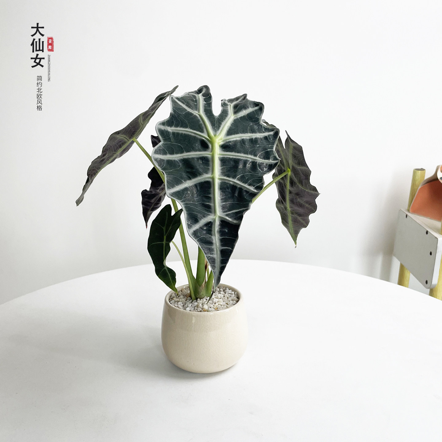 大仙女海芋盆栽室内懒人绿植耐旱好养活桌面大叶北欧网红观叶植物,鲜花速递/花卉仿真/绿植园艺,绿植,淘宝优惠券,粉丝福利购,淘宝优惠卷