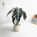 大仙女海芋盆栽室内耐旱型懒人绿植好养桌面大叶观叶植物