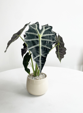 大仙女海芋盆栽室内懒人绿植耐旱好养活桌面大叶北欧网红观叶植物