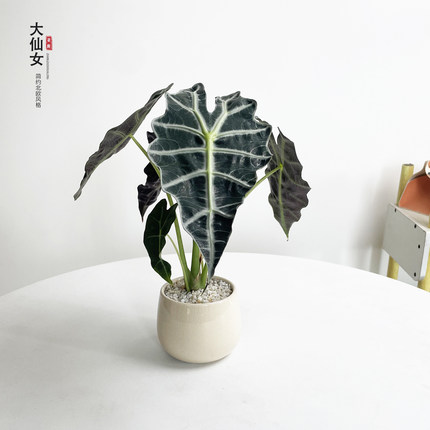 大仙女海芋盆栽室内懒人绿植耐旱好养活桌面大叶北欧网红观叶植物