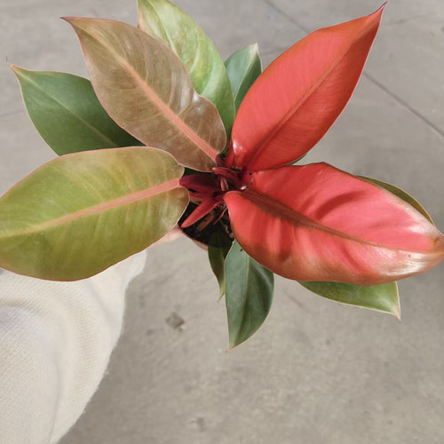 粉公主蔓绿绒客厅室内桌面植物盆栽