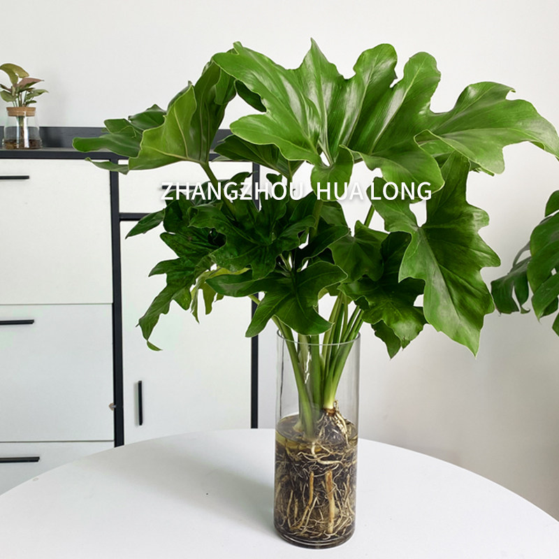 春羽客厅摆放的水培绿植北欧大型观叶植物好养易活卫生间趣味盆栽图片